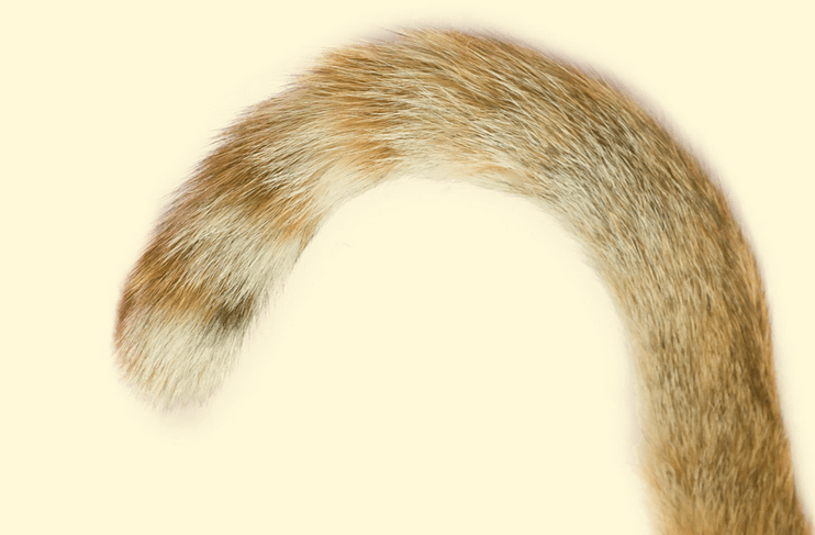 The Power of Specificity: How to Rank Higher Using Long-Tail Keywords