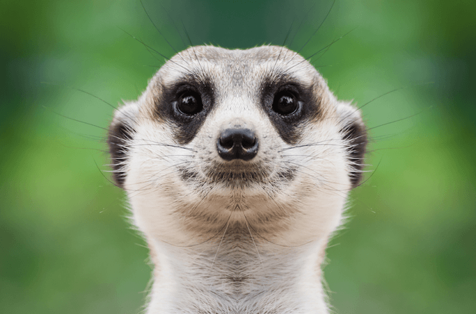 5 Things Every Marketer Needs to Know About the Meerkat App