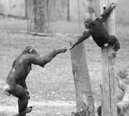 Chimps Reaching Out