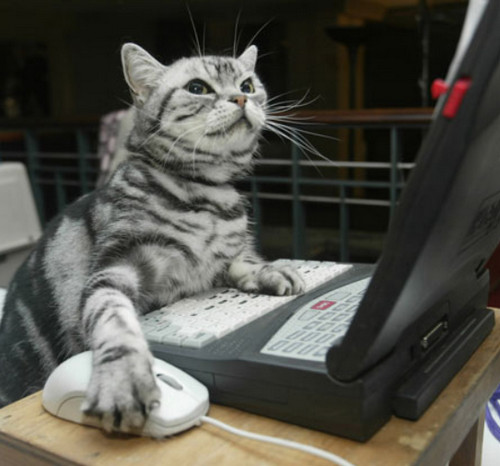 Cat Typing