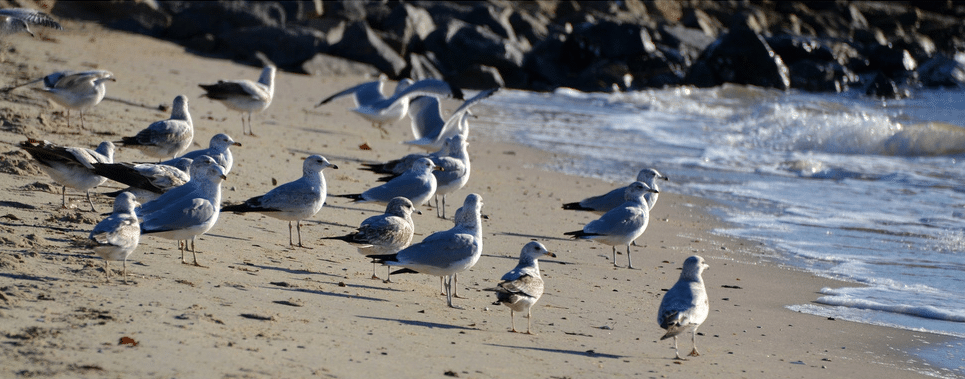 Seagulls