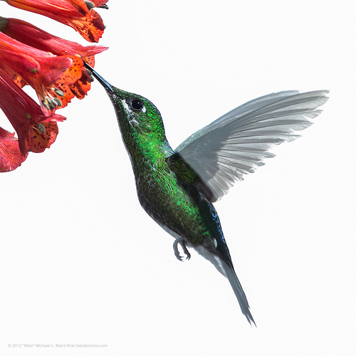 Why the Google Hummingbird Update is a Welcome Change for Consumers
