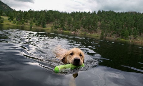 Dog swimming in a lake