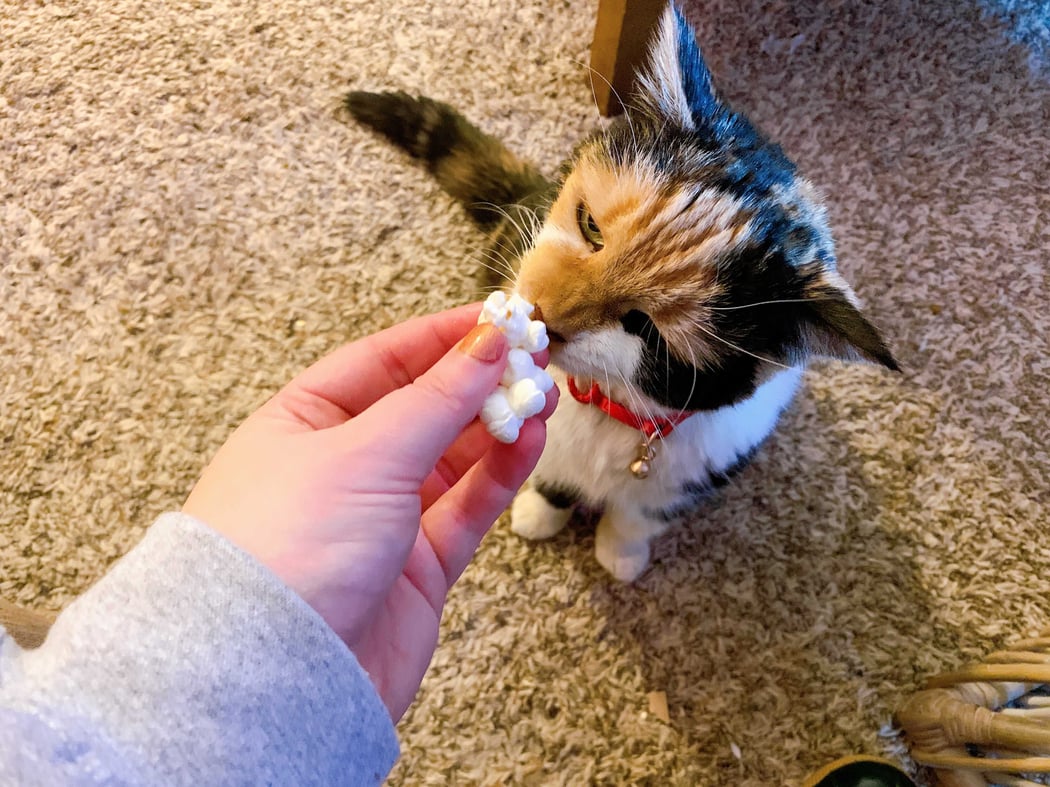 Image from iOS (6)-Nov-26-2020-09-07-31-37-PM