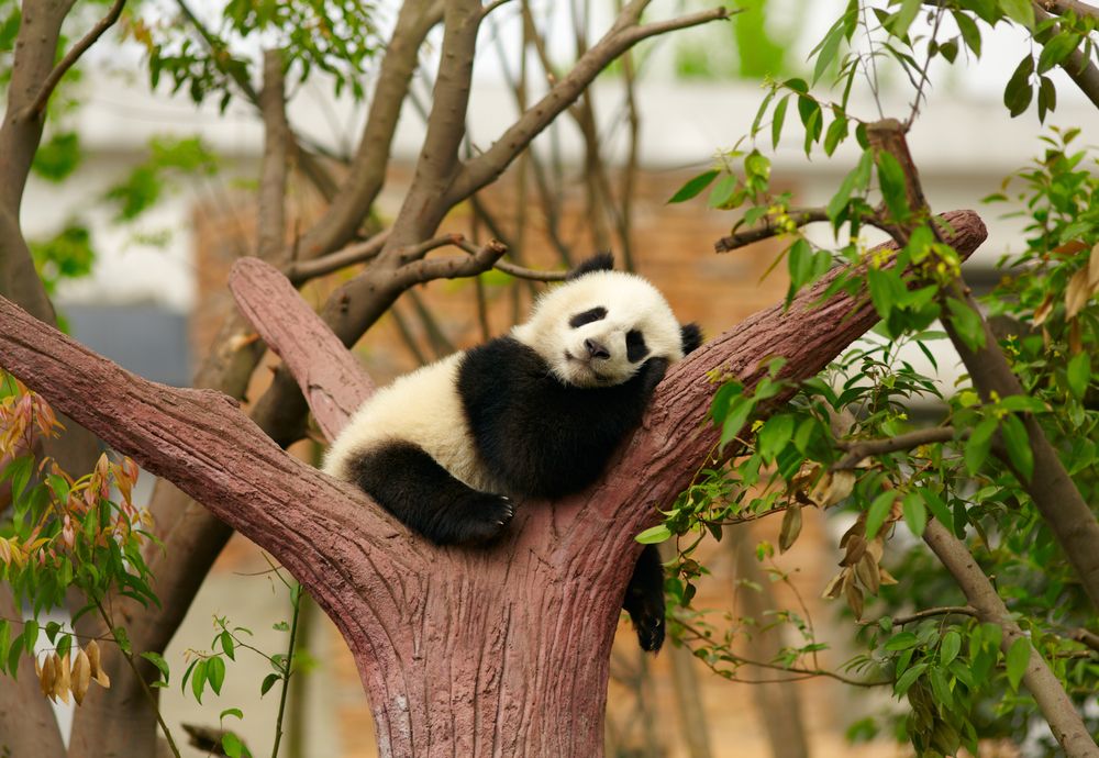 Everything You Need to Know About Google’s Panda 4.2 Update